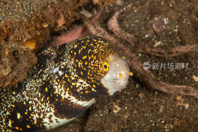 巨型马里鳗鱼(Gymnothorax javanicus)默里